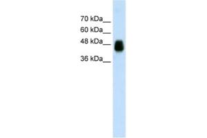 Western Blotting (WB) image for anti-Homer Homolog 1 (HOMER1) antibody (ABIN2462039) (HOMER1 antibody)