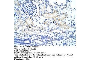 Human kidney (GTF2IRD1 antibody  (N-Term))