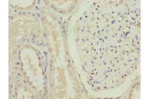Immunohistochemistry of paraffin-embedded human kidney tissue using ABIN7153105 at dilution of 1:100