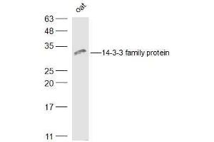 Oat lysates probed with 14-3-3 family protein Polyclonal Antibody, Unconjugated  at 1:500 dilution and 4˚C overnight incubation. (LOC543565 antibody  (AA 151-261))