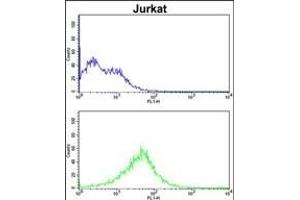 CHC1L Antibody (N-term) (ABIN390702 and ABIN2840988) flow cytometric analysis of Jurkat cells (bottom histogram) compared to a negative control cell (top histogram).