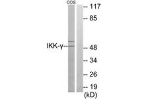 Western blot analysis of extracts from COS7 cells, using IKK-gamma Antibody. (IKBKG antibody  (AA 291-340))