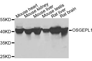 Western blot analysis of extracts of various cells, using OSGEPL1 antibody.