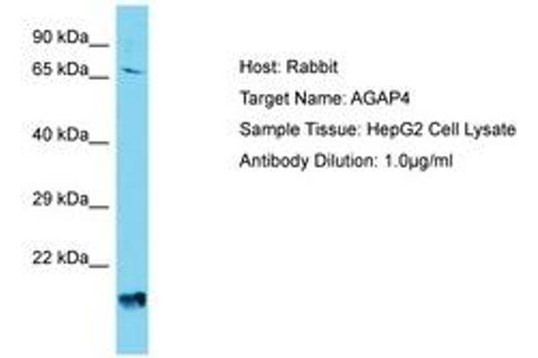 AGAP4 antibody  (AA 501-550)