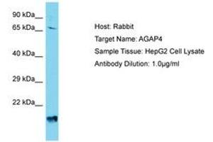 AGAP4 anticorps  (AA 501-550)