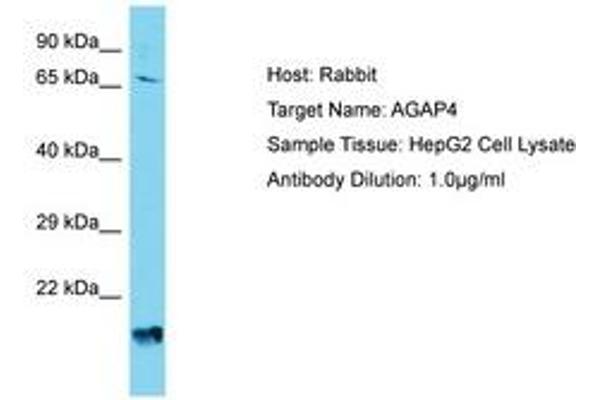 AGAP4 Antikörper  (AA 501-550)