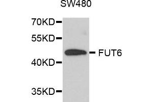 Western blot analysis of extracts of SW480 cells, using FUT6 antibody (ABIN5972052) at 1/1000 dilution. (FUT6 antibody)