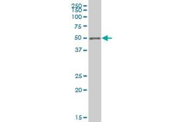 PHF1 antibody  (AA 2-100)