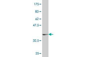 PRDM4 antibody  (AA 476-575)