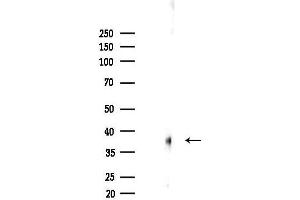 anti-Scavenger Receptor Class A, Member 5 (SCARA5) antibody