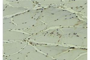 ABIN6279173 at 1/100 staining Mouse muscle tissue by IHC-P.