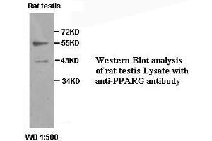 Image no. 1 for anti-Peroxisome Proliferator-Activated Receptor gamma (PPARG) antibody (ABIN791177) (PPARG antibody)