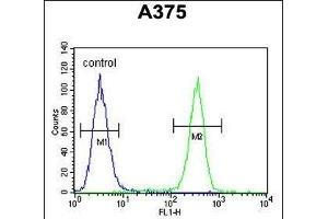 ACTR2 Antibody (Center) (ABIN1882060 and ABIN2840821) flow cytometric analysis of  cells (right histogram) compared to a negative control cell (left histogram). (ACTR2 antibody  (AA 191-219))