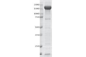 Recombinant G9a protein gel.