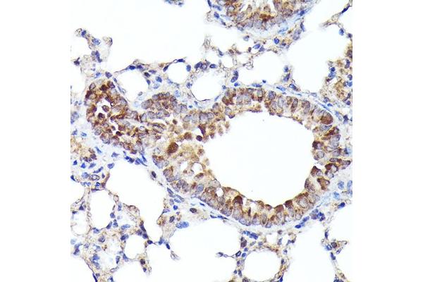 BNIP3L/NIX antibody  (AA 1-187)