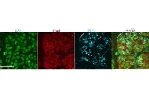 Immunofluorescence (IF) image for anti-Syntaxin Binding Protein 3 (STXBP3) (AA 146-160), (Internal Region) antibody (ABIN1108779)