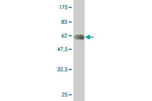 Western Blot detection against Immunogen (56. (LIM Domain Binding 3 Protein antibody  (AA 1-283))