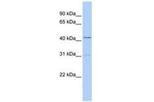 Image no. 1 for anti-T-Box 10 (TBX10) (AA 252-301) antibody (ABIN6741416) (T-Box 10 antibody  (AA 252-301))