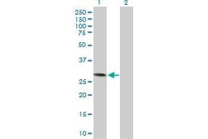 Western Blot analysis of CCND3 expression in transfected 293T cell line by CCND3 MaxPab polyclonal antibody. (Cyclin D3 antibody  (AA 1-292))