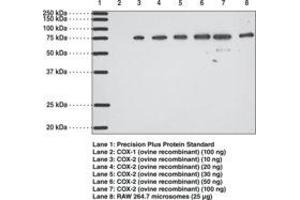 Image no. 1 for anti-Prostaglandin-Endoperoxide Synthase 2 (Prostaglandin G/H Synthase and Cyclooxygenase) (PTGS2) antibody (ABIN2451700) (PTGS2 antibody)