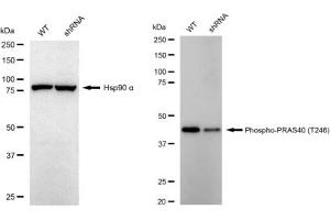 Western blotting analysis using Phospho-PRAS40 (T246) antibody (ABIN7797545).