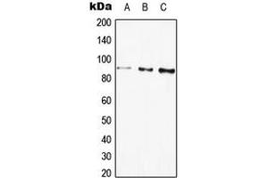 Western blot analysis of Beta-galactosidase expression in HEK293T (A), HepG2 (B), PC12 (C) whole cell lysates. (GLB1 antibody  (Center))