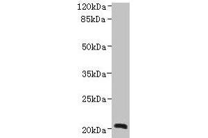 Western blot All lanes: NICN1 antibody at 4 μg/mL + U937 whole cell lysate Secondary Goat polyclonal to rabbit IgG at 1/10000 dilution Predicted band size: 25, 20 kDa Observed band size: 20 kDa