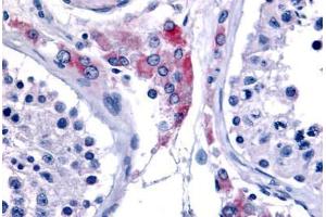 Anti-ESRRB antibody  ABIN1048582 IHC staining of human testis. (ESRRB antibody  (Internal Region))