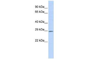 PSMG1 antibody used at 1 ug/ml to detect target protein. (PSMG1 antibody)