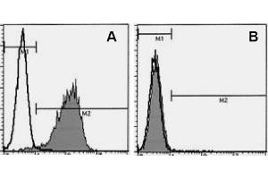 Flow Cytometry (FACS) image for anti-Syndecan 1 (SDC1) antibody (ABIN487501) (Syndecan 1 antibody)