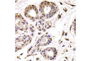 Immunohistochemistry of paraffin-embedded Human mammary gland using BAP1 antibody at dilution of 1:100 (x400 lens). (BAP1 antibody)