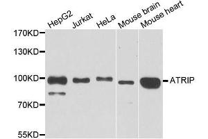 Western blot analysis of extracts of various cell lines, using ATRIP antibody. (ATRIP antibody  (AA 1-260))