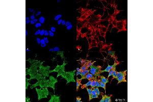 Immunocytochemistry/Immunofluorescence analysis using Mouse Anti-LGI1 Monoclonal Antibody, Clone S283-7 . (LGI1 antibody  (AA 37-113) (PerCP))