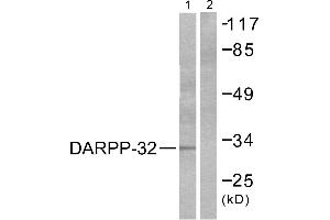 Western blot analysis of extracts from 293 cells treated with EGF (200ng/ml, 30min), using DARPP-32 (Ab-75) antibody (#B0007, Line 1 and 2). (DARPP32 antibody  (Thr75))