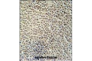 RBMX2 Antibody (C-term) (ABIN654753 and ABIN2844435) immunohistochemistry analysis in formalin fixed and paraffin embedded human spleen tissue followed by peroxidase conjugation of the secondary antibody and DAB staining.