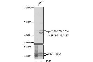 Western blot analysis of extracts of Jurkat cells, using Phospho-ERK1-T202/Y204 + ERK2-T185/Y187 pAb (ABIN7268624) at 1:1000 dilution or ERK1 / ERK2 antibody (ABIN7268619). (ERK1 antibody  (pThr185, pThr202, pThr204, pTyr187))
