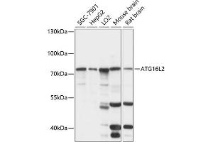 Western blot analysis of extracts of various cell lines, using L2 antibody (ABIN7265791) at 1:1000 dilution. (ATG16L2 antibody  (AA 1-275))