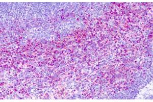 Anti-GPR137 antibody IHC staining of human spleen. (GPR137 antibody  (Cytoplasmic Domain))