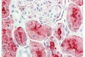 Rabbit Anti-ALDOB antibody  Formalin Fixed Paraffin Embedded Tissue: Human Kidney Primary antibody Concentration: 1:100 Secondary Antibody: Donkey anti-Rabbit-Cy3 Secondary Antibody Concentration: 1:200 Magnification: 20x Exposure Time: 0. (ALDOB antibody  (N-Term))