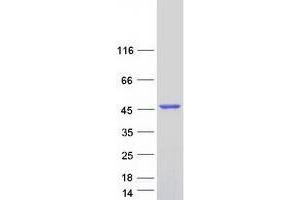 Western Blotting (WB) image for Tocopherol (Alpha) Transfer Protein-Like (TTPAL) (Transcript Variant 2) protein (Myc-DYKDDDDK Tag) (ABIN2734529)
