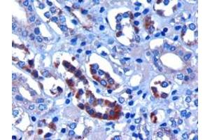 ABIN185067 (3µg/ml) staining of paraffin embedded Human Kidney. (FBXW2 antibody  (C-Term))