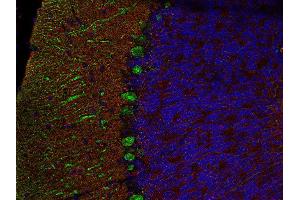 Indirect immunofluorescence labeling of PFA fixed, paraffin embedded mouse cerebellum section with anti-SNAP 25 (dilution 1 : 500; red) and mouse anti-calbindin (cat. (SNAP25 antibody  (AA 192-206))
