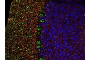 Indirect immunofluorescence labeling of PFA fixed, paraffin embedded mouse cerebellum section with anti-SNAP 25 (dilution 1 : 500; red) and mouse anti-calbindin (cat.