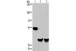 Western Blotting (WB) image for anti-Cdk5 and Abl Enzyme Substrate 1 (CABLES1) antibody (ABIN2423027) (CABLES1 antibody)