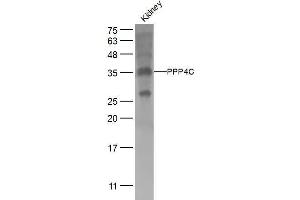Mouse kidney lysates probed with PPP4C Polyclonal Antibody, Unconjugated  at 1:500 dilution and 4˚C overnight incubation.