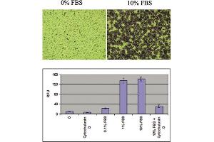 Cellular Assay (CA) image for CytoSelect™ 24-Well Cell Migration Assay (8 μm, Colorimetric Format) (ABIN2344831)