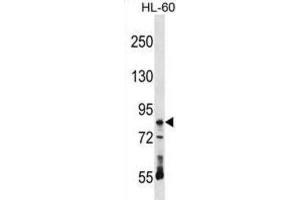 Western Blotting (WB) image for anti-Ribonucleoprotein, PTB-Binding 1 (RAVER1) antibody (ABIN2999014) (RAVER1 antibody)