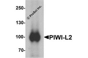 Western Blotting (WB) image for anti-Piwi-Like 2 (PIWIL2) (Middle Region) antibody (ABIN1031041)