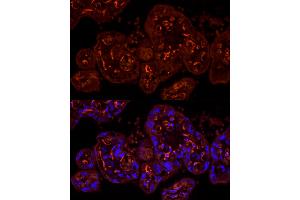 Immunofluorescence analysis of human placenta cells using CDH5 Rabbit pAb (ABIN6134029, ABIN6138297, ABIN6138298 and ABIN6216033) at dilution of 1:100 (40x lens). (Cadherin 5 antibody  (AA 650-750))