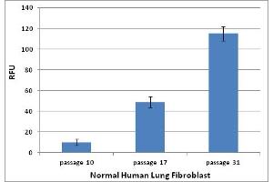 Cellular Assay (CA) image for 96-well Cellular Senescence Assay (SA β-Gal Activity) (ABIN2344914)